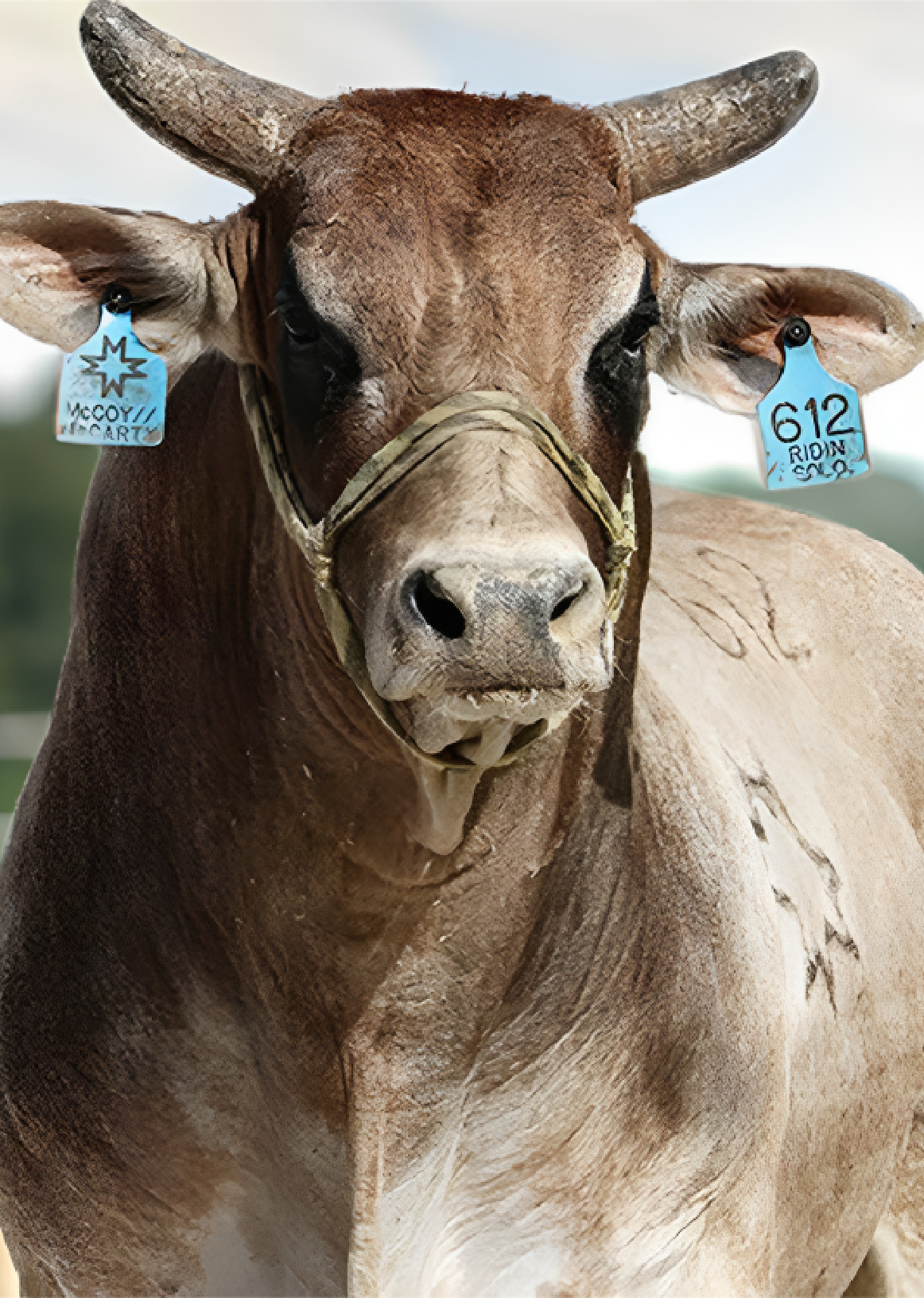 bovine with tag on ear